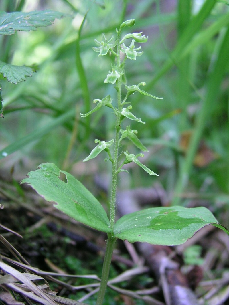 Auricled Twayblade photo 4