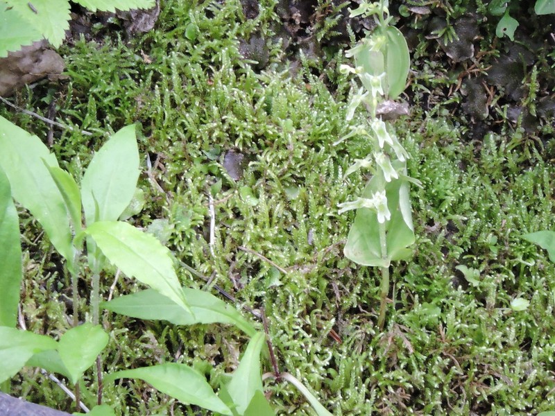 Auricled Twayblade photo 5