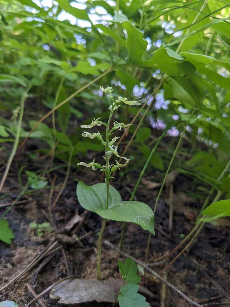 Auricled Twayblade photo 6