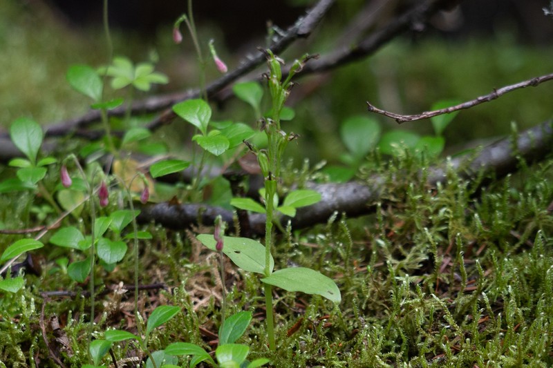 Auricled Twayblade photo 7
