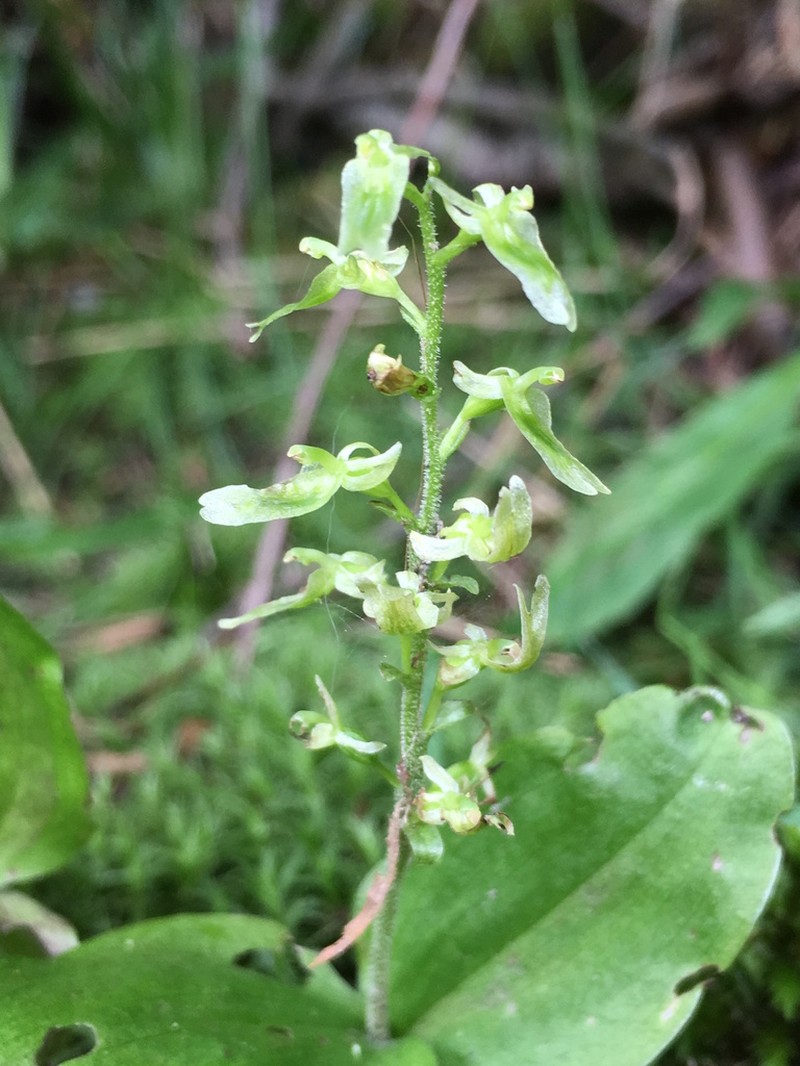Auricled Twayblade photo 8