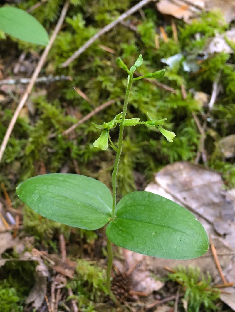 Northwestern Twayblade