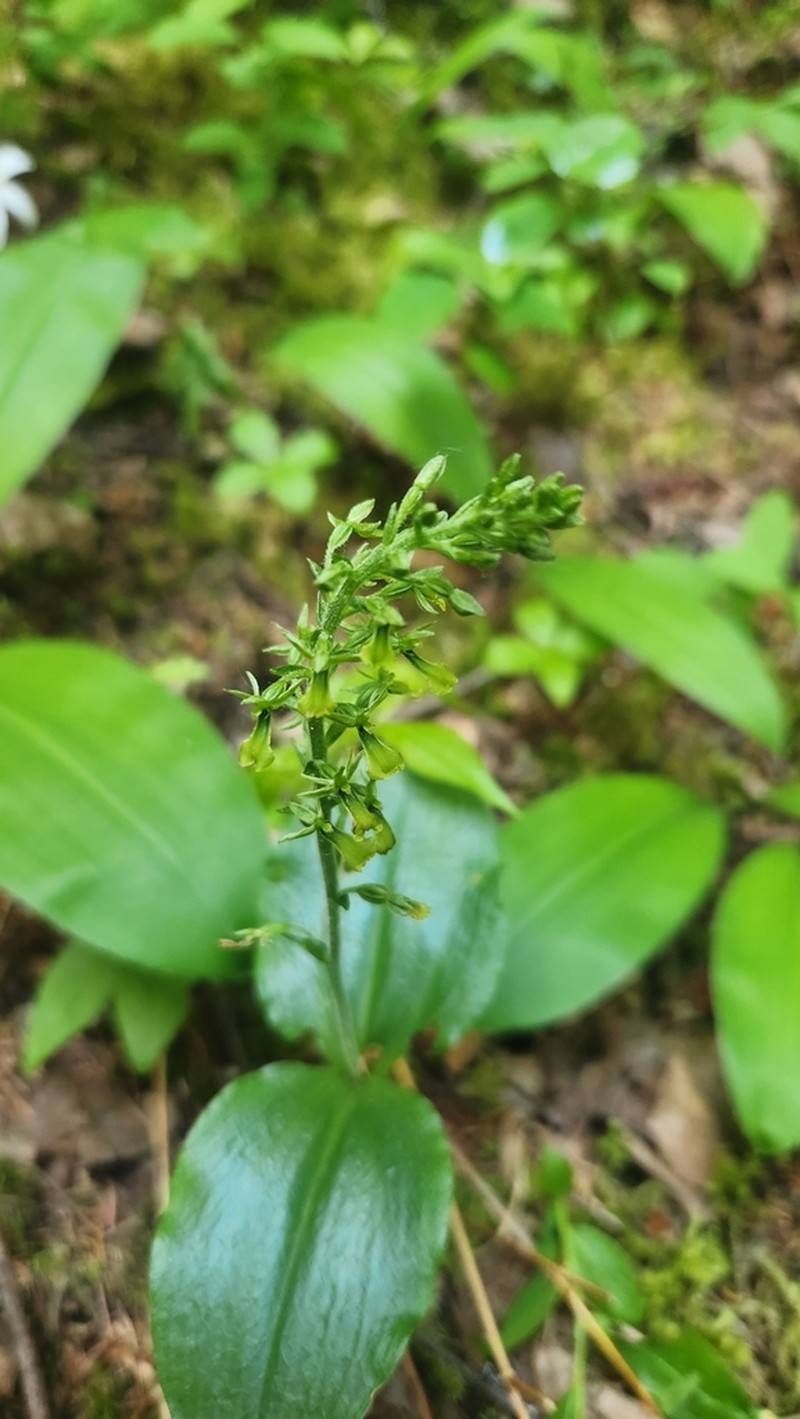 Northwestern Twayblade photo 2