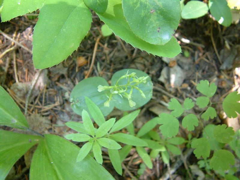 Northwestern Twayblade photo 3