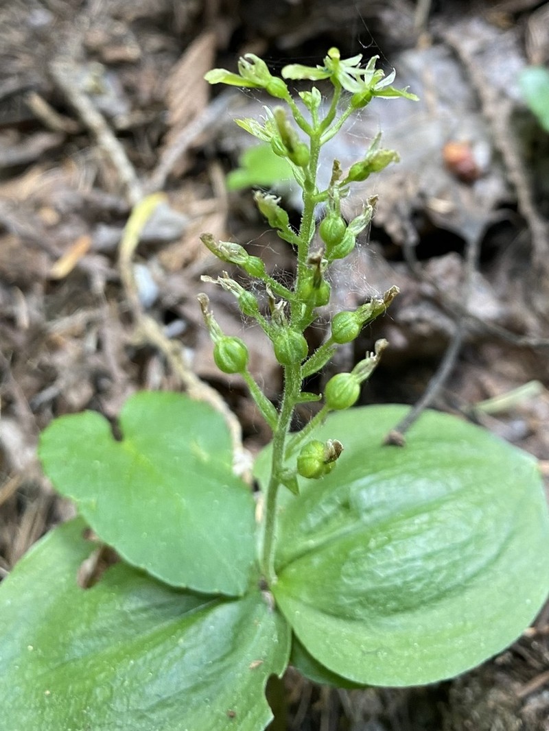 Northwestern Twayblade photo 4