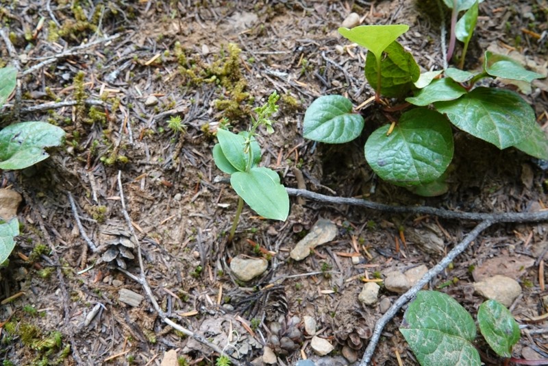 Northwestern Twayblade photo 5