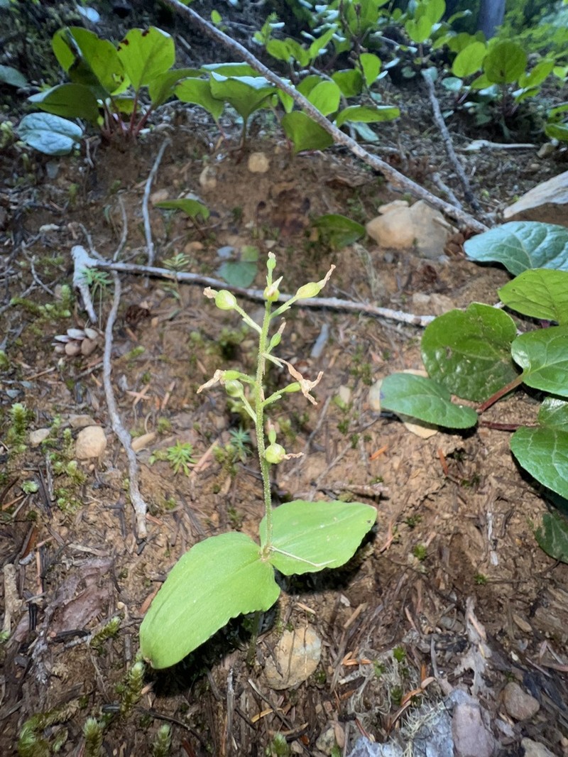 Northwestern Twayblade photo 6