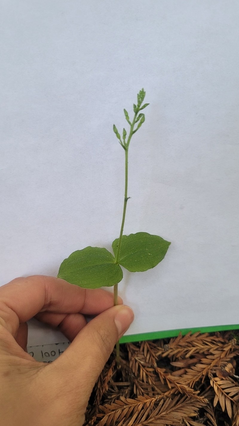 Northwestern Twayblade photo 7