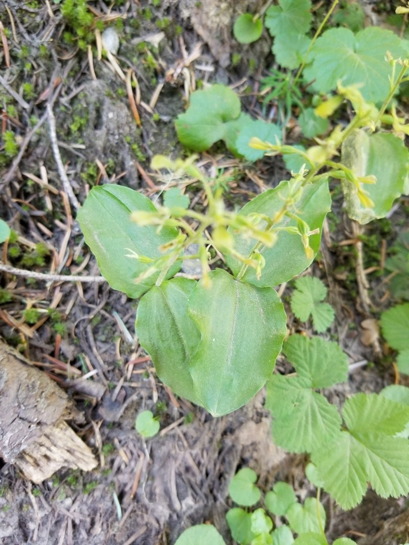 Northwestern Twayblade photo 8