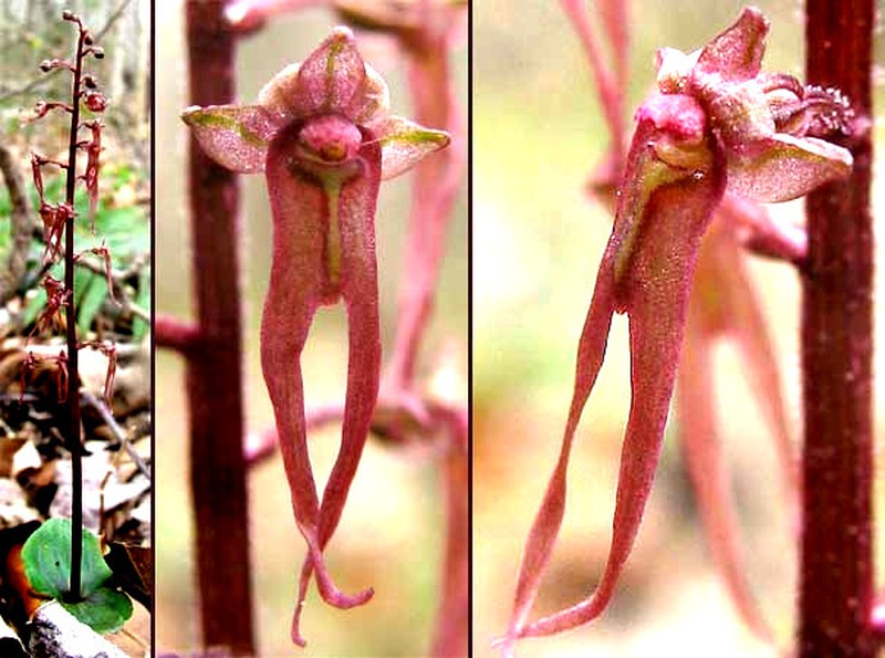 Southern Twayblade