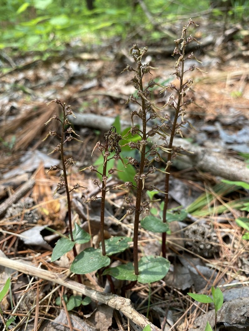 Southern Twayblade photo 2