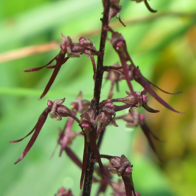 Southern Twayblade photo 3