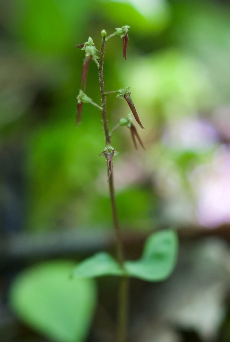 Southern Twayblade photo 4