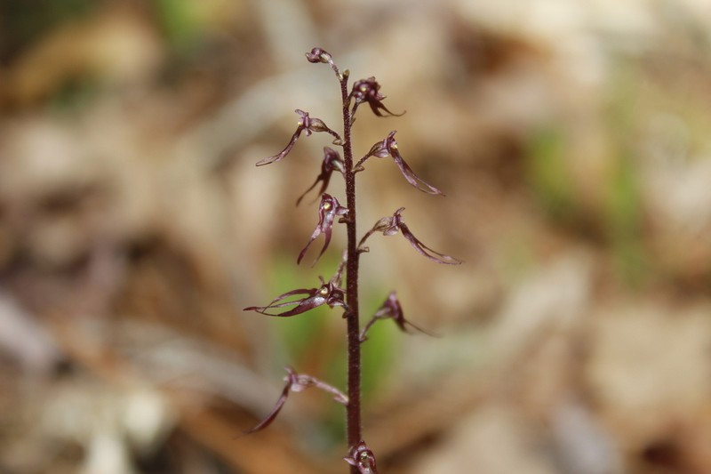 Southern Twayblade photo 5