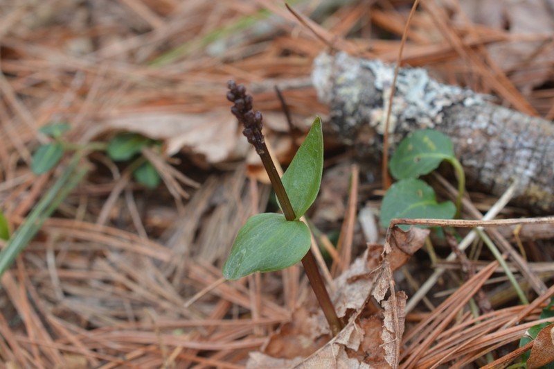 Southern Twayblade photo 6