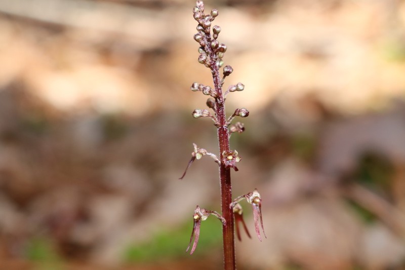 Southern Twayblade photo 7