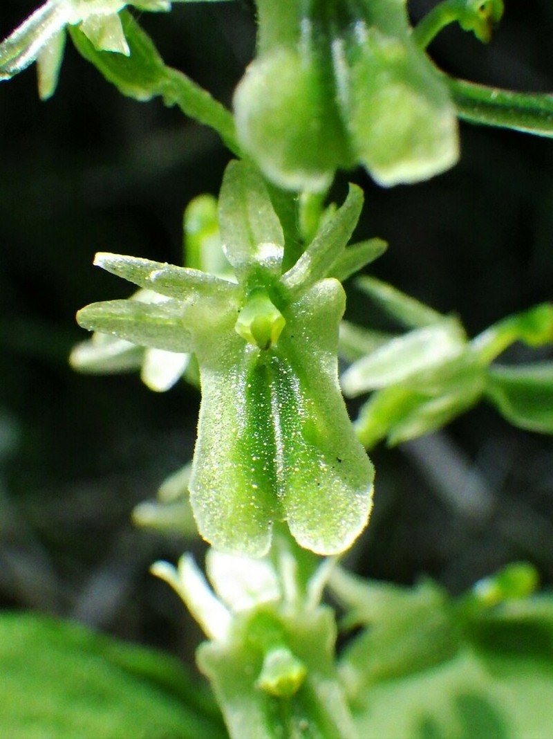 Northern Twayblade photo 3