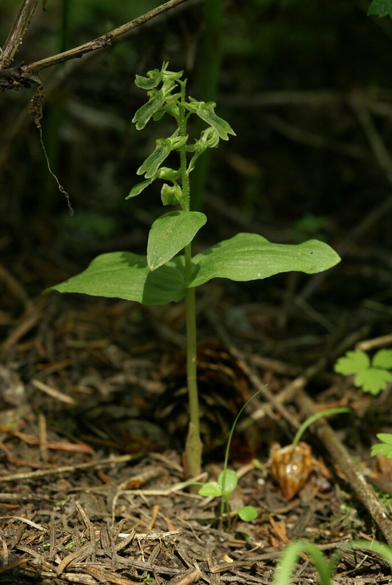 Northern Twayblade photo 4