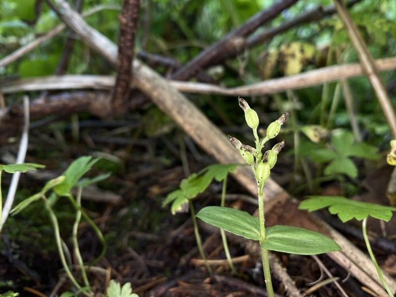 Northern Twayblade photo 5