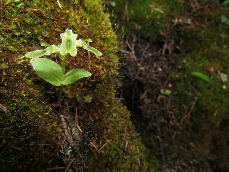 Northern Twayblade photo 6