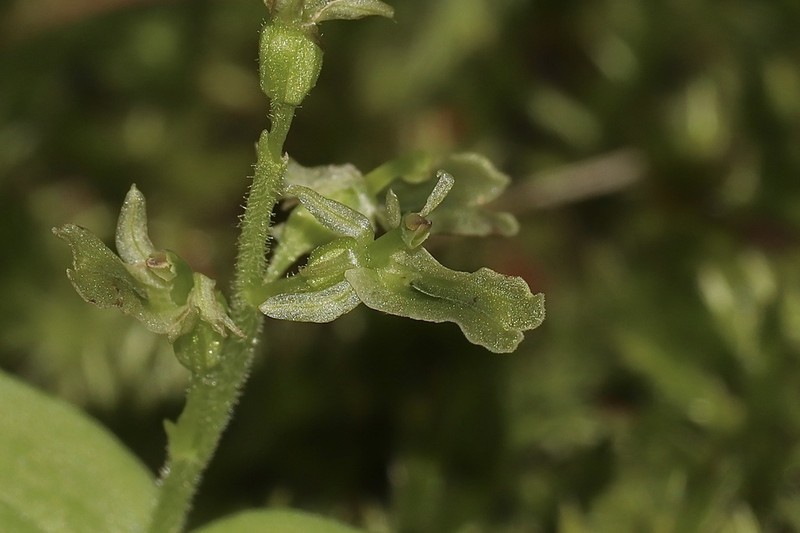 Northern Twayblade photo 7