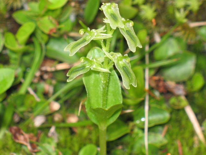 Northern Twayblade photo 8