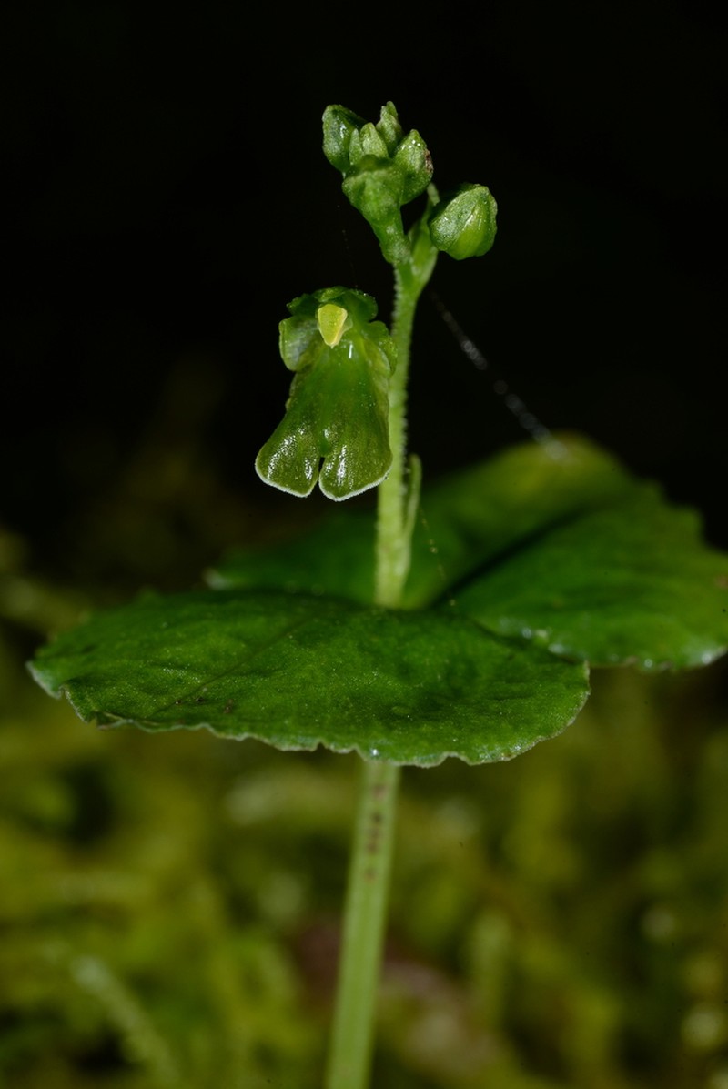 Neottia breviscapa