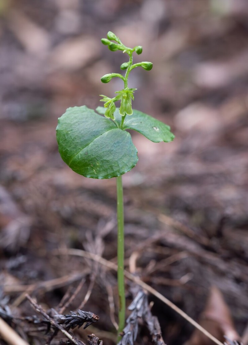 Neottia breviscapa photo 2