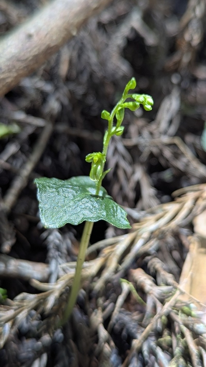 Neottia breviscapa photo 3