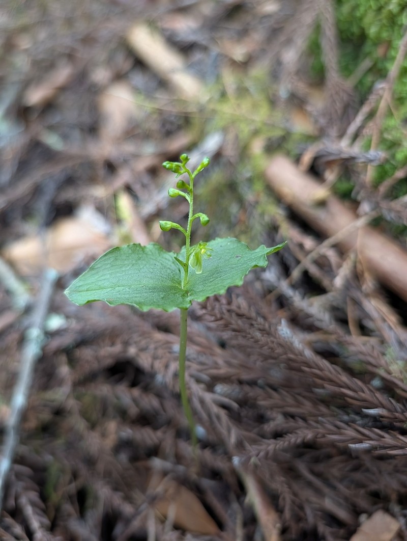Neottia breviscapa photo 4