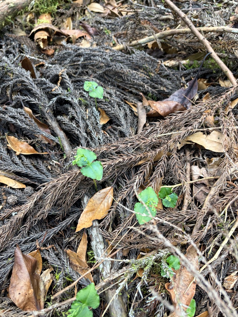 Neottia breviscapa photo 5