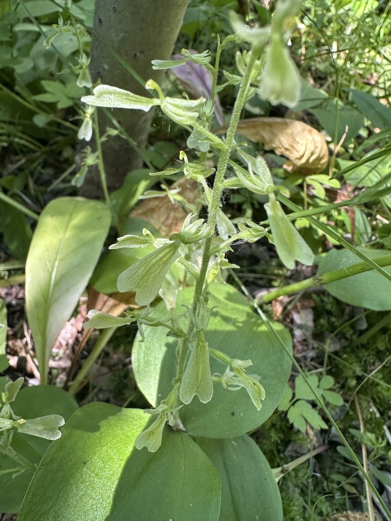 Broadlipped Twayblade
