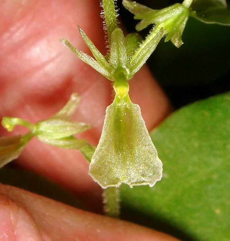 Broadlipped Twayblade photo 2