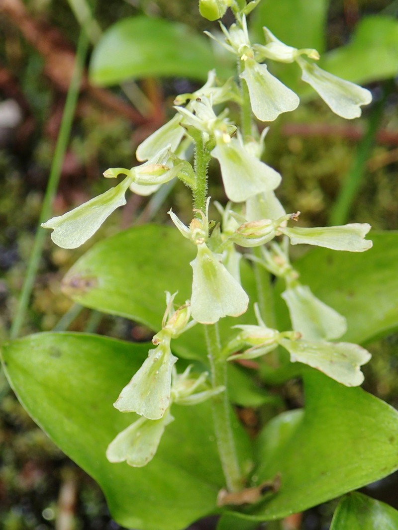 Broadlipped Twayblade photo 3