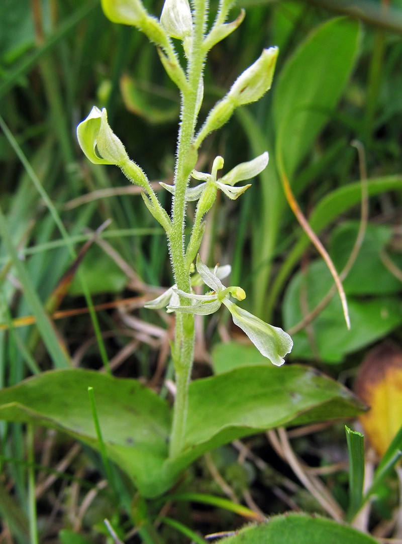 Broadlipped Twayblade photo 4