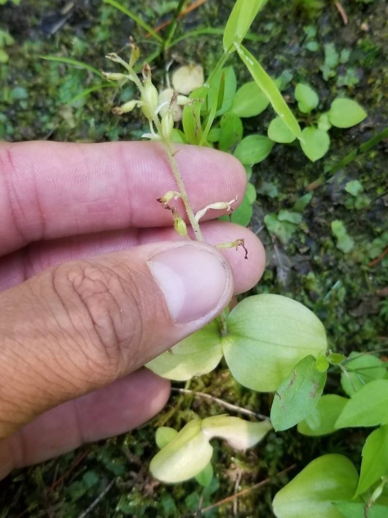 Broadlipped Twayblade photo 5