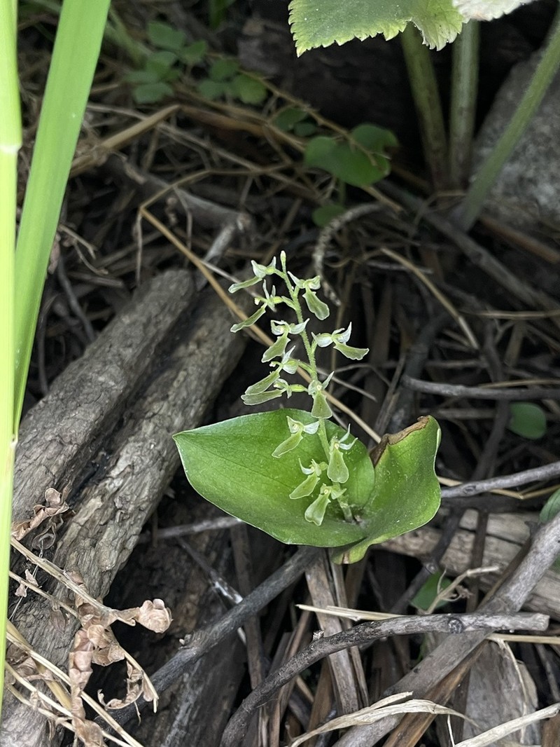 Broadlipped Twayblade photo 6