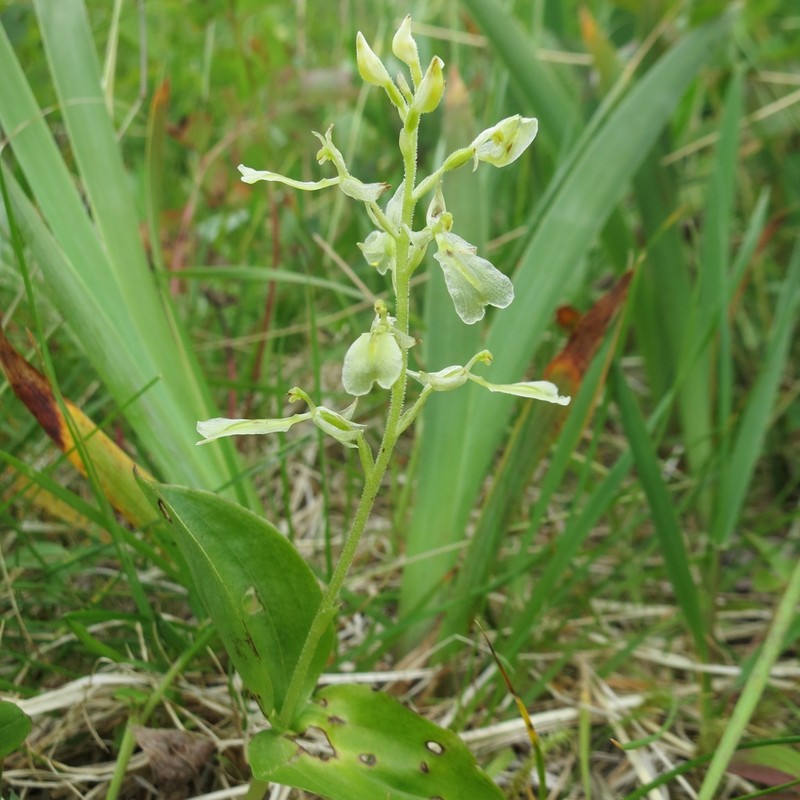 Broadlipped Twayblade photo 7