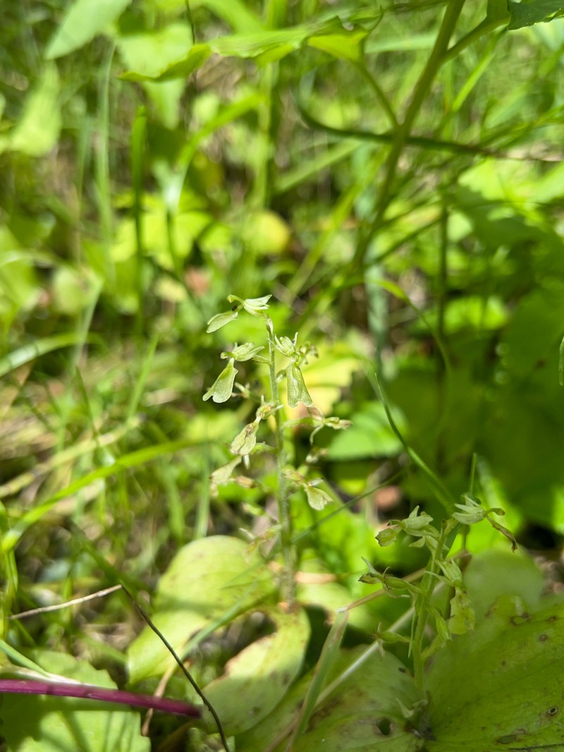 Broadlipped Twayblade photo 8