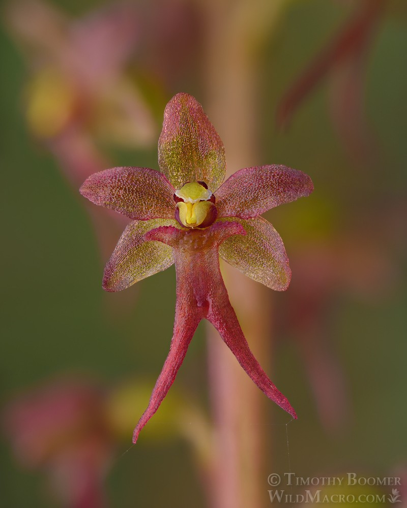 Heartleaf Twayblade