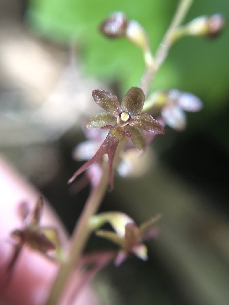 Heartleaf Twayblade photo 2