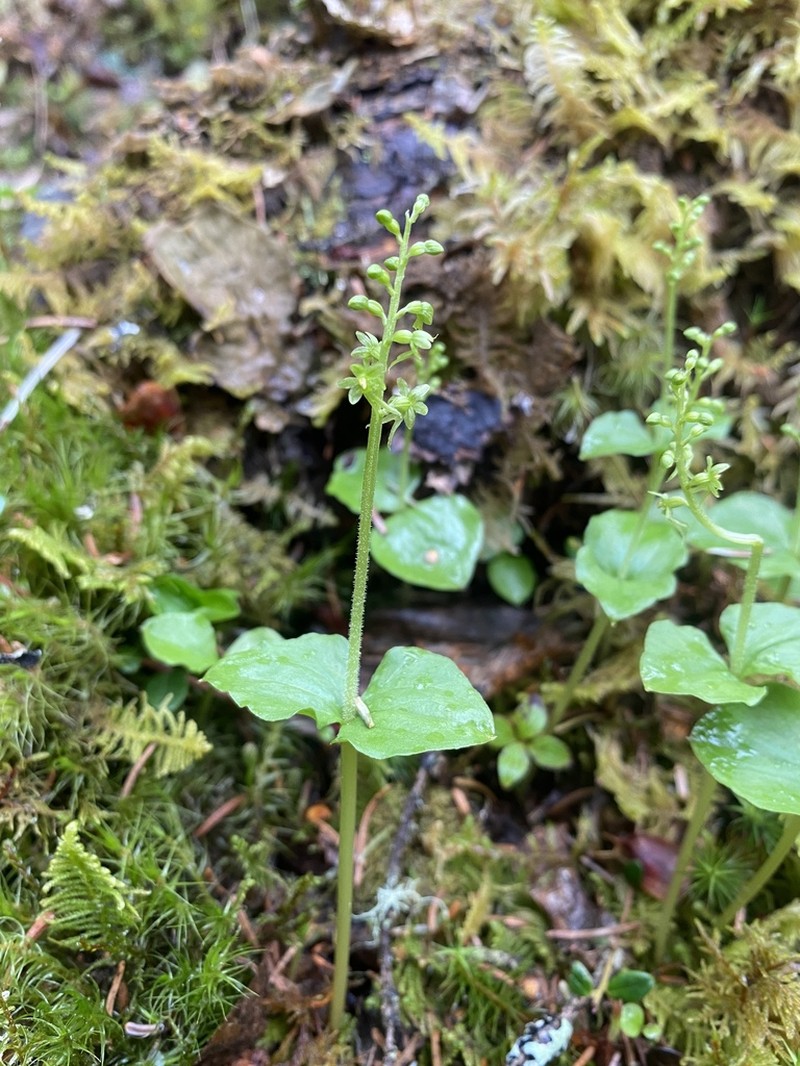 Heartleaf Twayblade photo 3