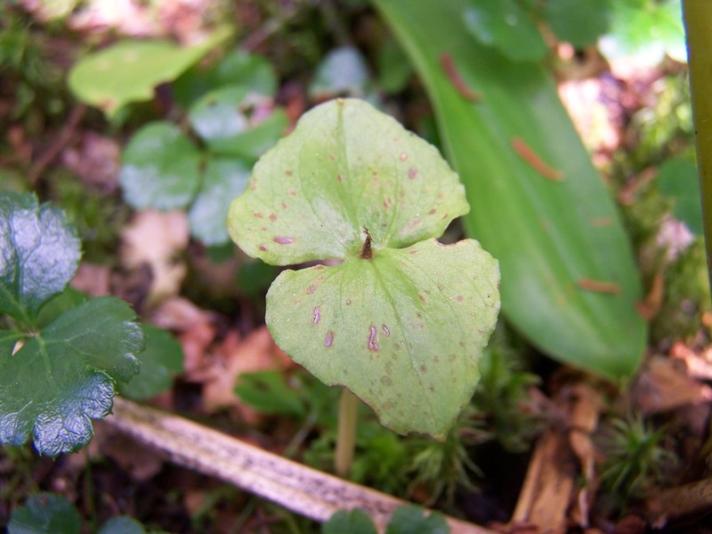 Heartleaf Twayblade photo 4