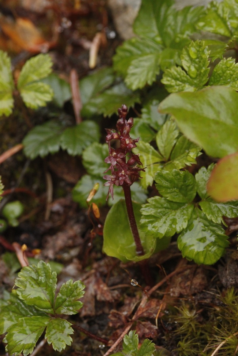 Heartleaf Twayblade photo 5