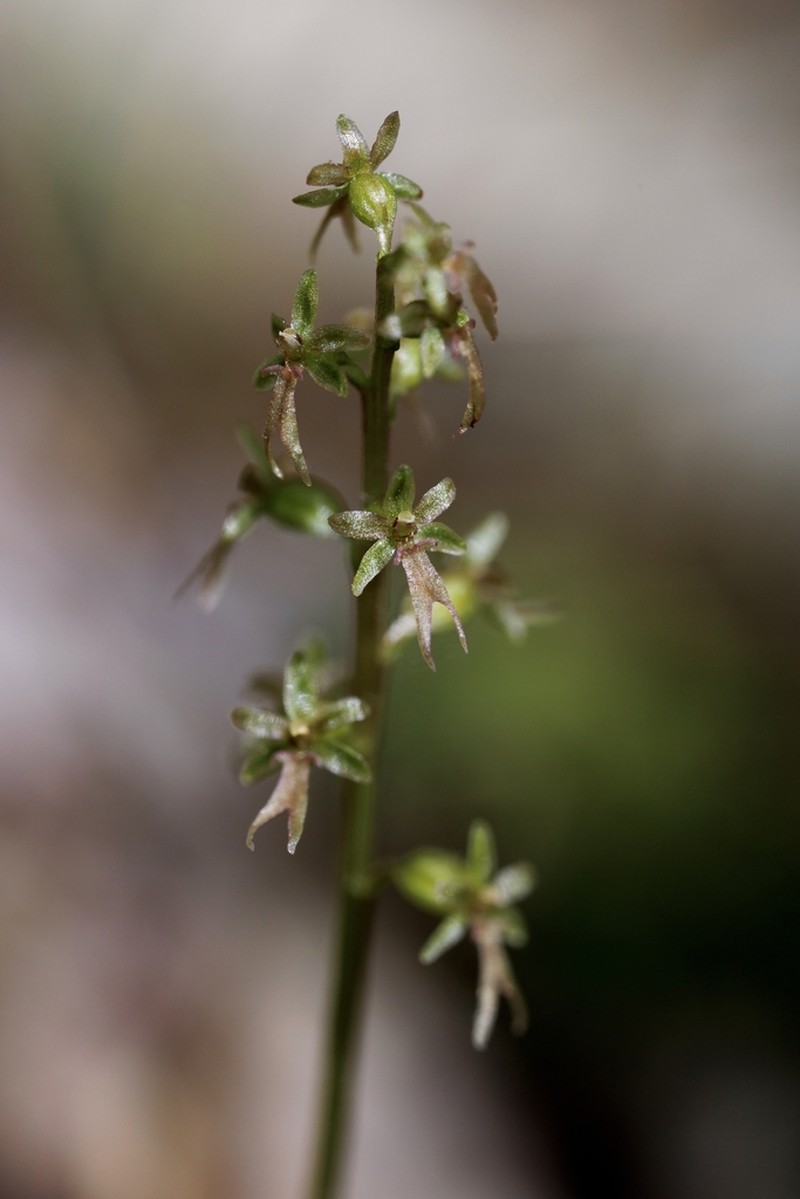 Heartleaf Twayblade photo 6