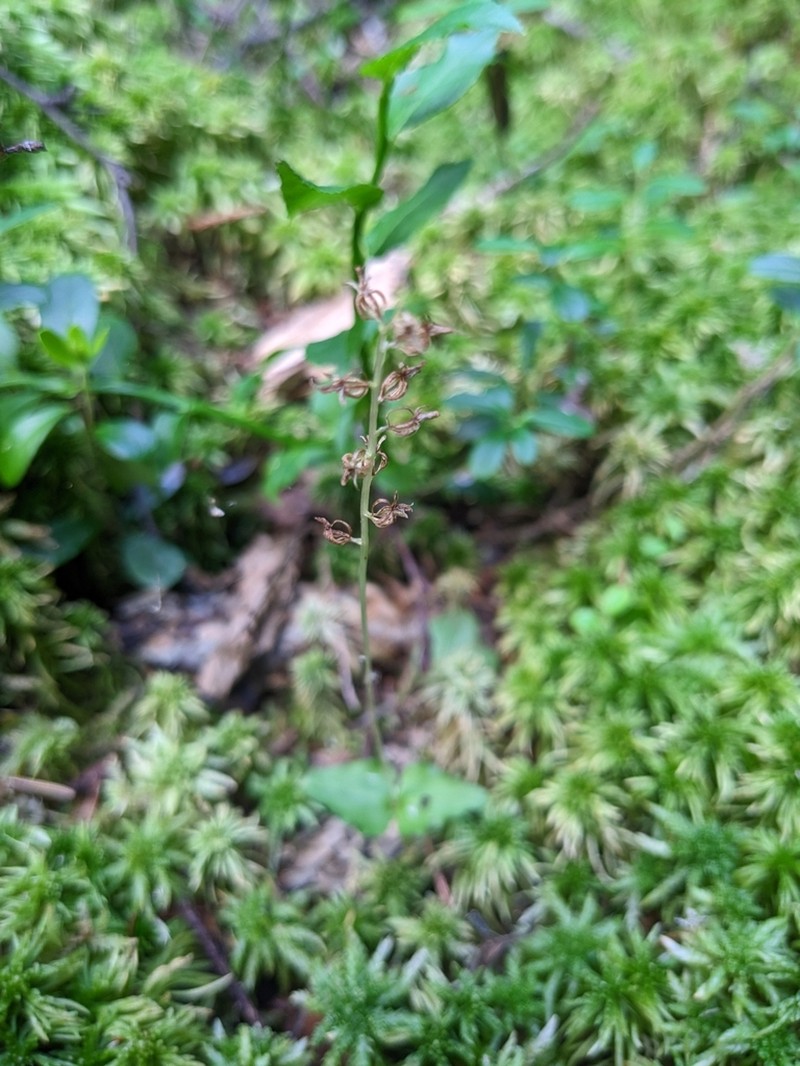 Heartleaf Twayblade photo 7