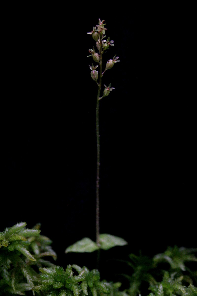 Heartleaf Twayblade photo 8