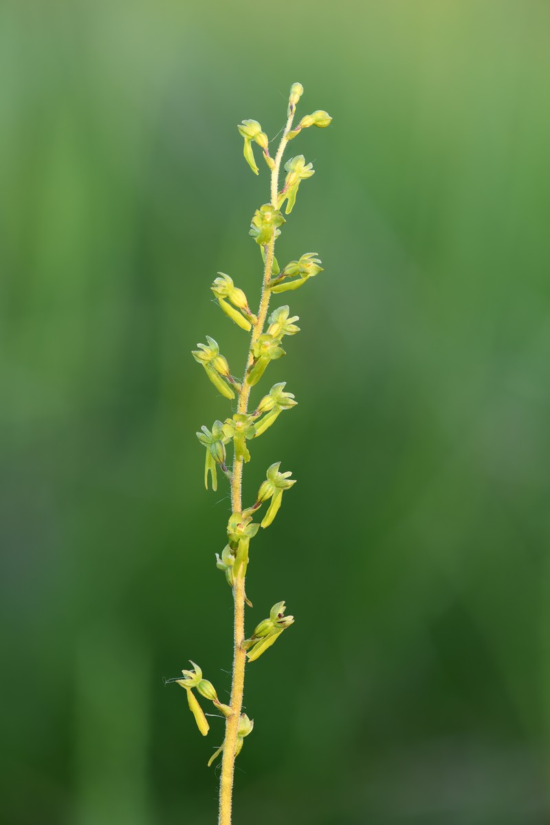 Eggleaf Twayblade