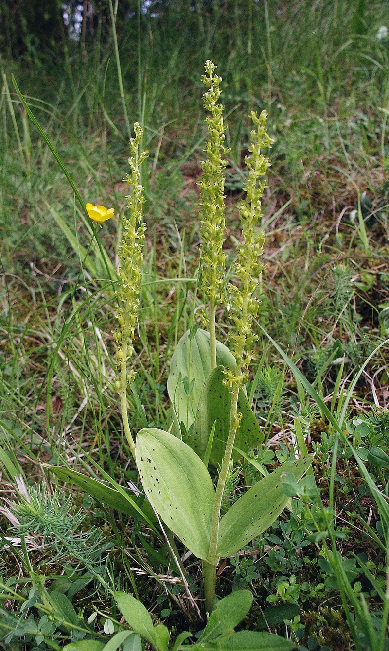 Eggleaf Twayblade photo 7
