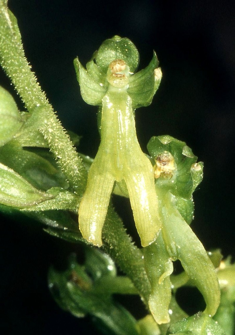 Eggleaf Twayblade photo 8